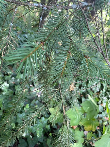 Sapin de Douglas commun — Bild 1