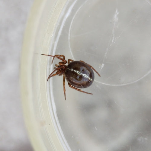 Araignée grasse commune — Bild 2