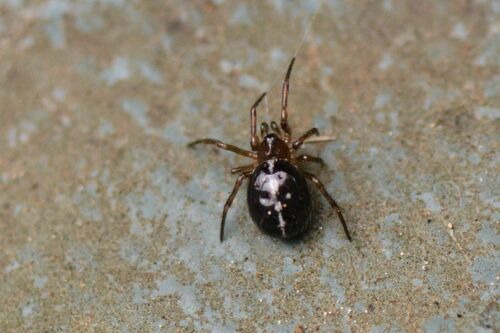Araignée grasse commune — Bild 4