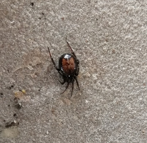 Araignée grasse commune — Bild 3