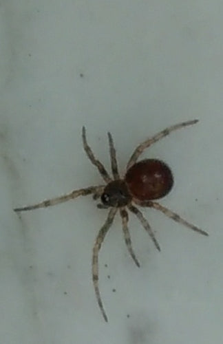 Araignée grasse commune — Bild 5