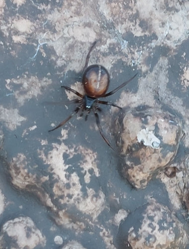 Araignée grasse commune — Bild 4
