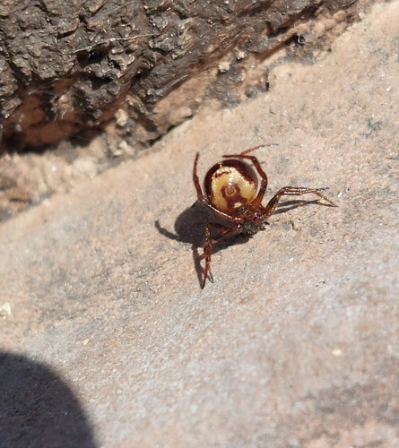 Araignée grasse commune — Bild 3