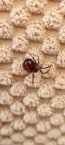 Araignée grasse commune — Bild 2