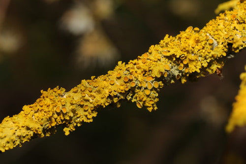 Lichen jaune commun — Bild 5