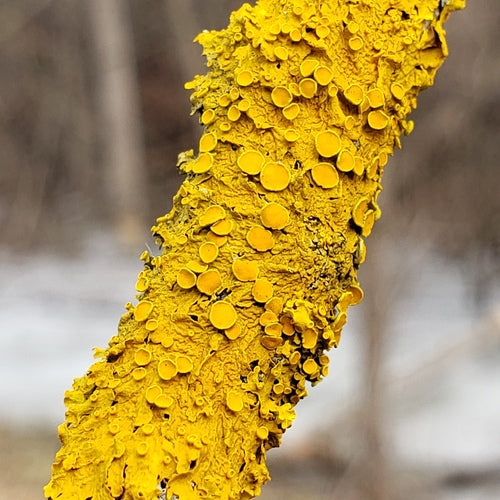 Lichen jaune commun — Bild 4