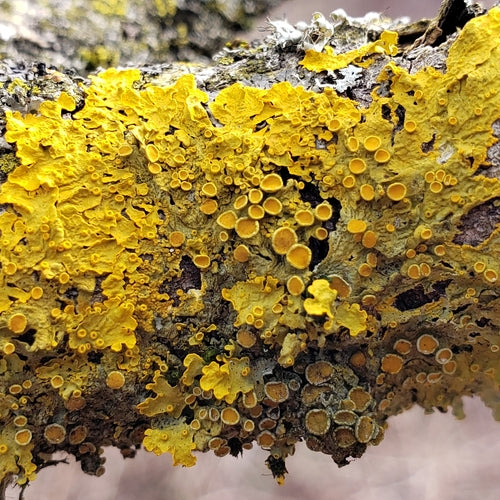 Lichen jaune commun — Bild 3
