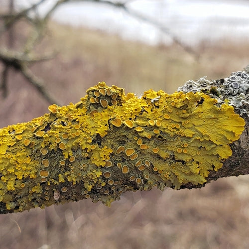Lichen jaune commun — Bild 2
