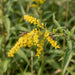 Blüte von Gewöhnliche Goldrute (Solidago virgaurea) in Nahaufnahme (KI-generiert)