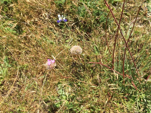 Grive commune — Bild 3