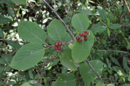 Chèvrefeuille commun — Bild 2