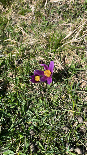 Anémone commune — Bild 3