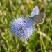 Blüte von Gewöhnliche Kugelblume (Globularia punctata) in Nahaufnahme (KI-generiert)