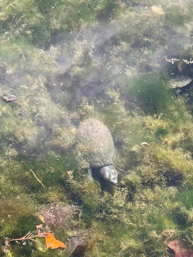 Tortue musquée commune — Bild 3