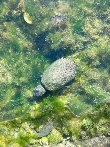 Tortue musquée commune — Bild 4