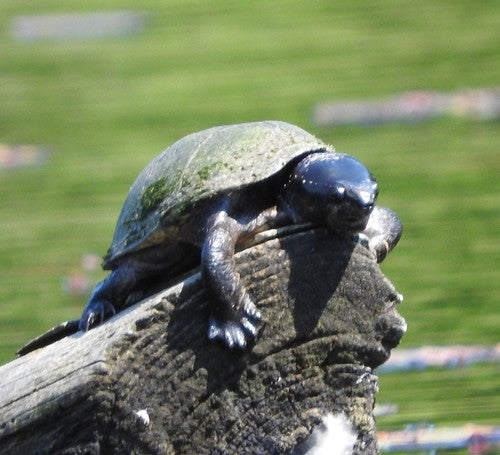 Tortue musquée commune — Bild 2