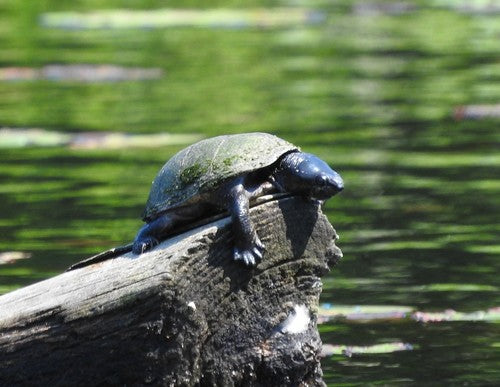 Tortue musquée commune — Bild 1