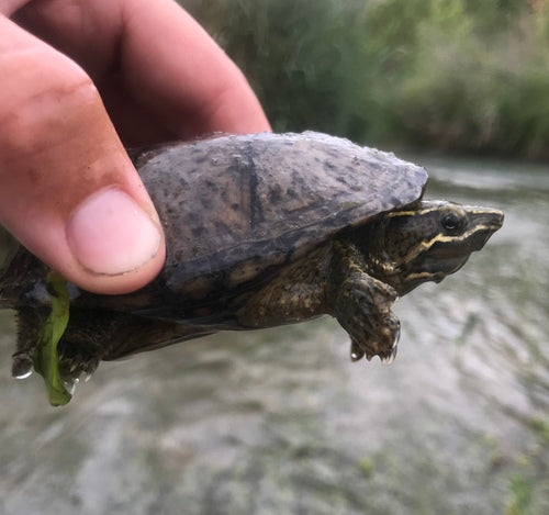 Tortue musquée commune — Bild 5
