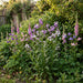 Gewöhnliche Nachtviole (Hesperis matronalis) in Blüte im naturnahen Garten (KI-generiert)