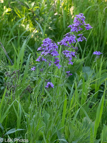 Violette nocturne commune — photo 5 sur 10