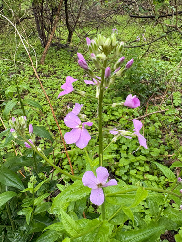 Violette nocturne commune — photo 4 sur 10