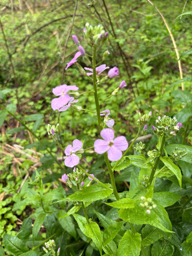 Violette nocturne commune — photo 3 sur 10