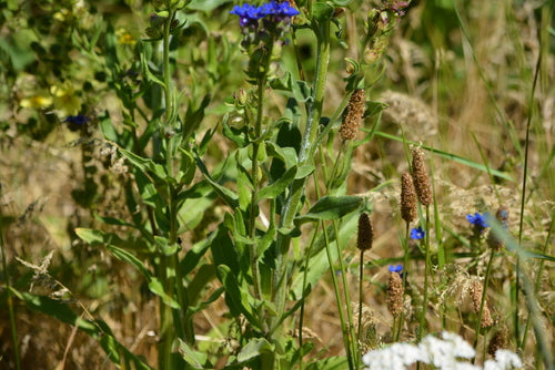 Langue de bœuf commune — photo 4 sur 11
