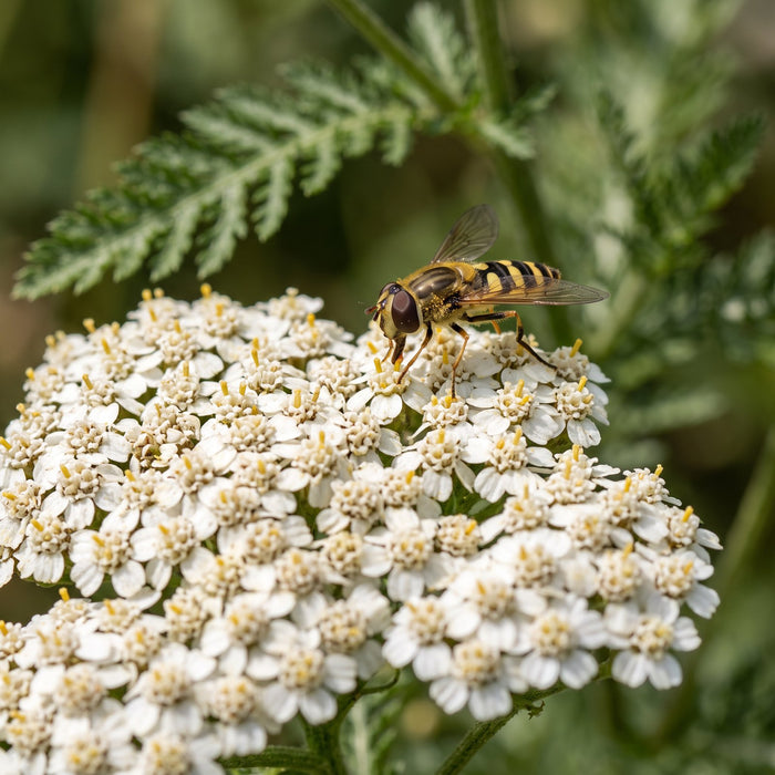 Blüte von Gewöhnliche Schafgarbe (Achillea millefolium) in Nahaufnahme (KI-generiert)
