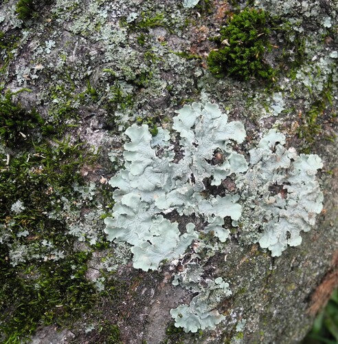 Lichen commun — photo 5 sur 9