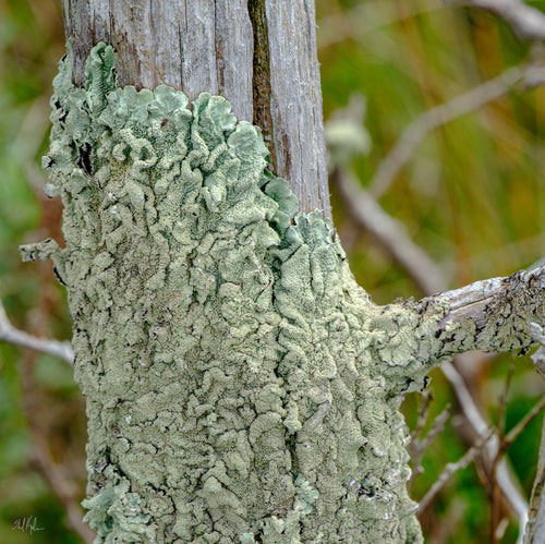 Lichen commun — photo 3 sur 9