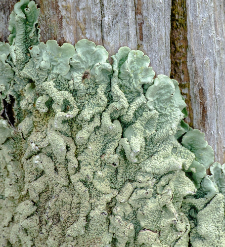 Lichen commun — photo 2 sur 9