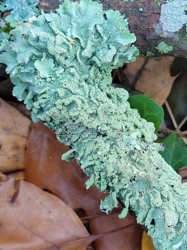 Lichen commun — photo 4 sur 9