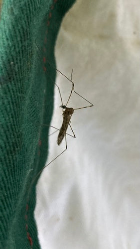 Cécidomyie commune sur échasses — Bild 4