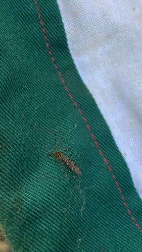 Cécidomyie commune sur échasses — Bild 5