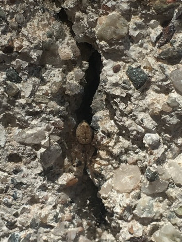Araignée des murailles — Bild 5