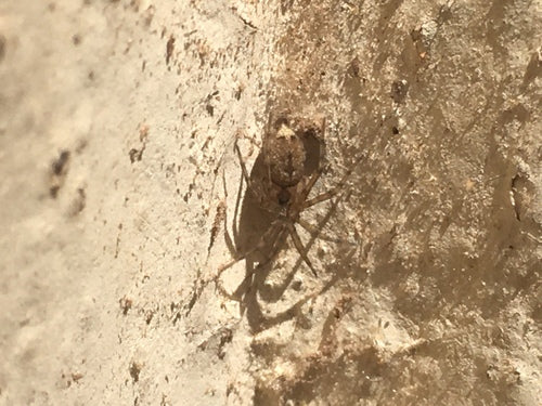 Araignée des murailles — photo 4 sur 9
