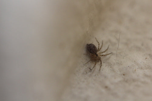 Araignée des murailles — photo 2 sur 9