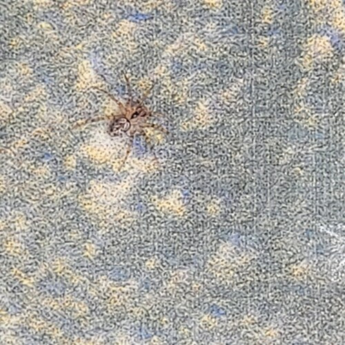 Araignée des murailles — Bild 4