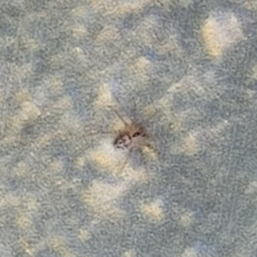 Araignée des murailles — Bild 3
