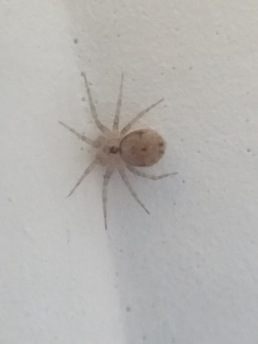 Araignée des murailles — Bild 2