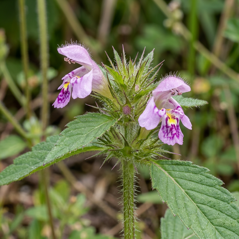 Dent creuse commune (Galeopsis tetrahit), illustration IA