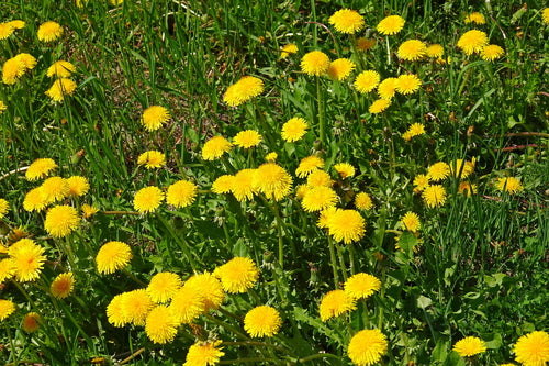 Pissenlit commun — Bild 4