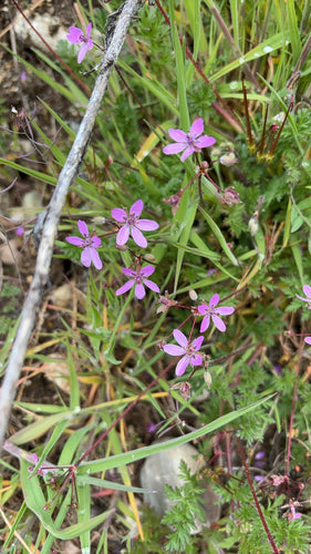 Bec du héron commun — Bild 5