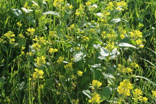 Moutarde Alyssum commune — photo 4 sur 11