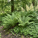 Gewöhnlicher Wurmfarn (Dryopteris filix-mas) in Blüte im naturnahen Garten (KI-generiert)