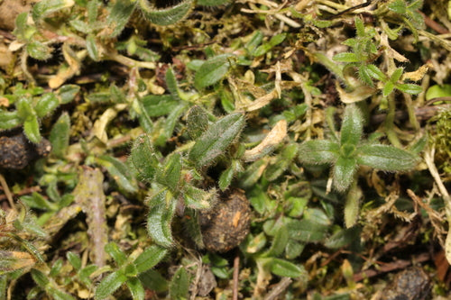Hornwort commun — Bild 5