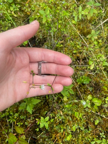 Hornwort commun — Bild 3