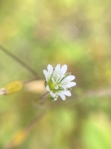 Hornwort commun — Bild 4