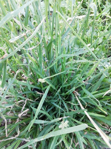 Graminée en touffe commune — Bild 5