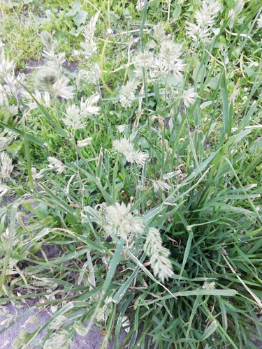 Graminée en touffe commune — Bild 4